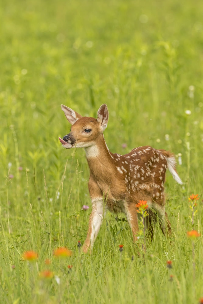 Pine County Captive Fawn Poster Print featuring a serene fawn in nature.