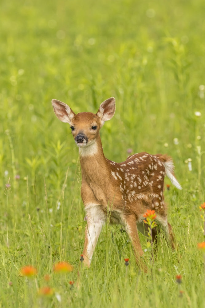 Pine County Captive Fawn Poster Print by Jaynes Gallery showcasing a fawn in nature.