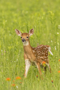 Pine County Captive Fawn Poster Print by Jaynes Gallery showcasing a fawn in nature.