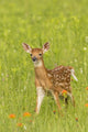 Pine County Captive Fawn Poster Print by Jaynes Gallery showcasing a fawn in nature.