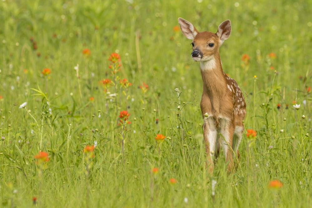 Pine County Captive Fawn Poster Print by Jaynes Gallery