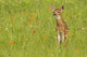 Pine County Captive Fawn Poster Print by Jaynes Gallery