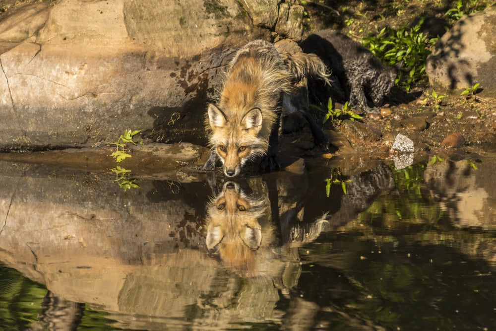 Captivating Red Fox Drinking Poster Print by Jaynes Gallery