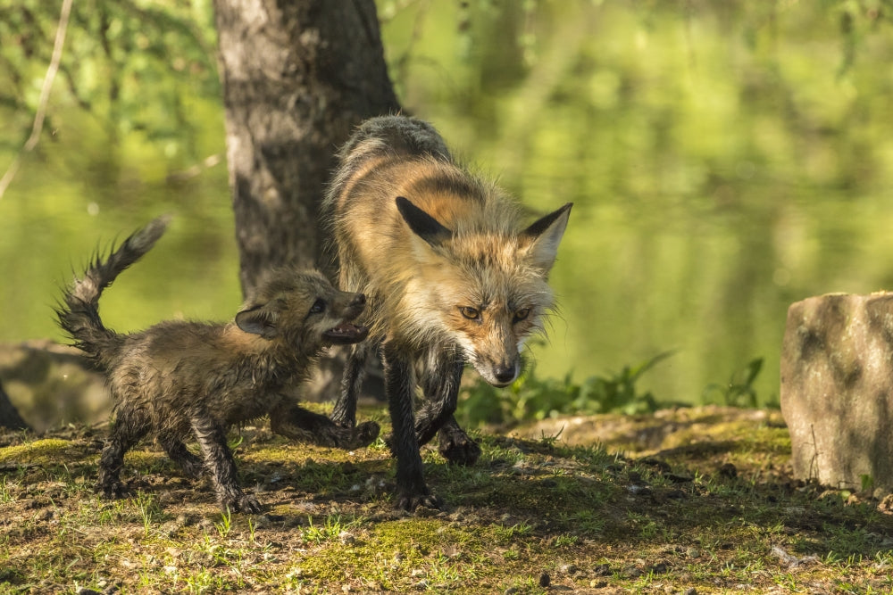 Captive red fox with kit poster print by Jaynes Gallery