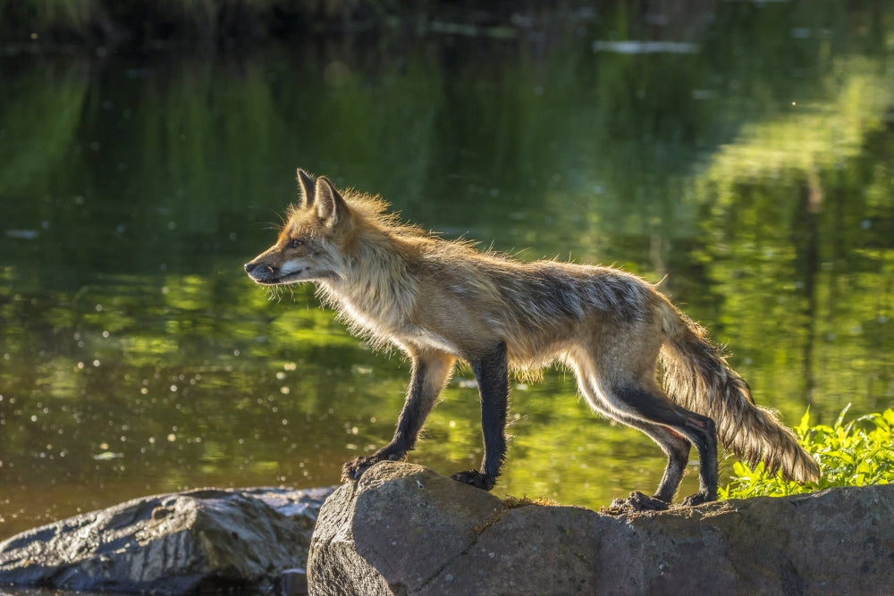 Captive Red Fox on Rock Poster Print by Jaynes Gallery