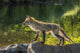 Captive Red Fox on Rock Poster Print by Jaynes Gallery