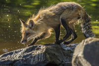 Captive Red Fox on Rock Poster Print by Jaynes Gallery