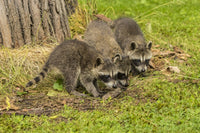 Captivating poster print of raccoon babies by Jaynes Gallery