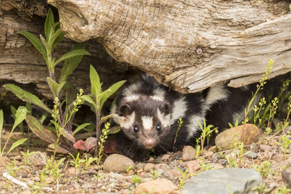 Captive Spotted Skunk Poster Print by Jaynes Gallery