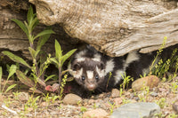 Captive Spotted Skunk Poster Print by Jaynes Gallery