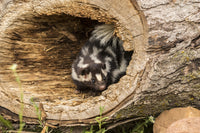 Captivating Spotted Skunk Poster Print showcasing wildlife art.