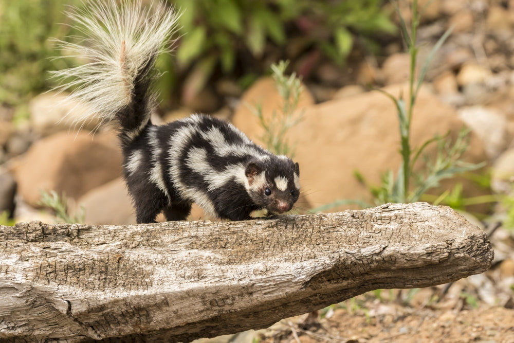 Pine County Captive Spotted Skunk Poster Print by Jaynes Gallery