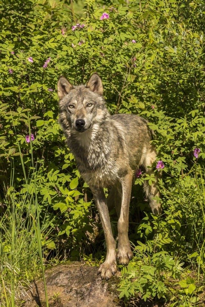 Captive gray wolf adult poster print by Jaynes Gallery, showcasing the beauty of wildlife.