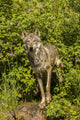 Captive gray wolf adult poster print by Jaynes Gallery, showcasing the beauty of wildlife.