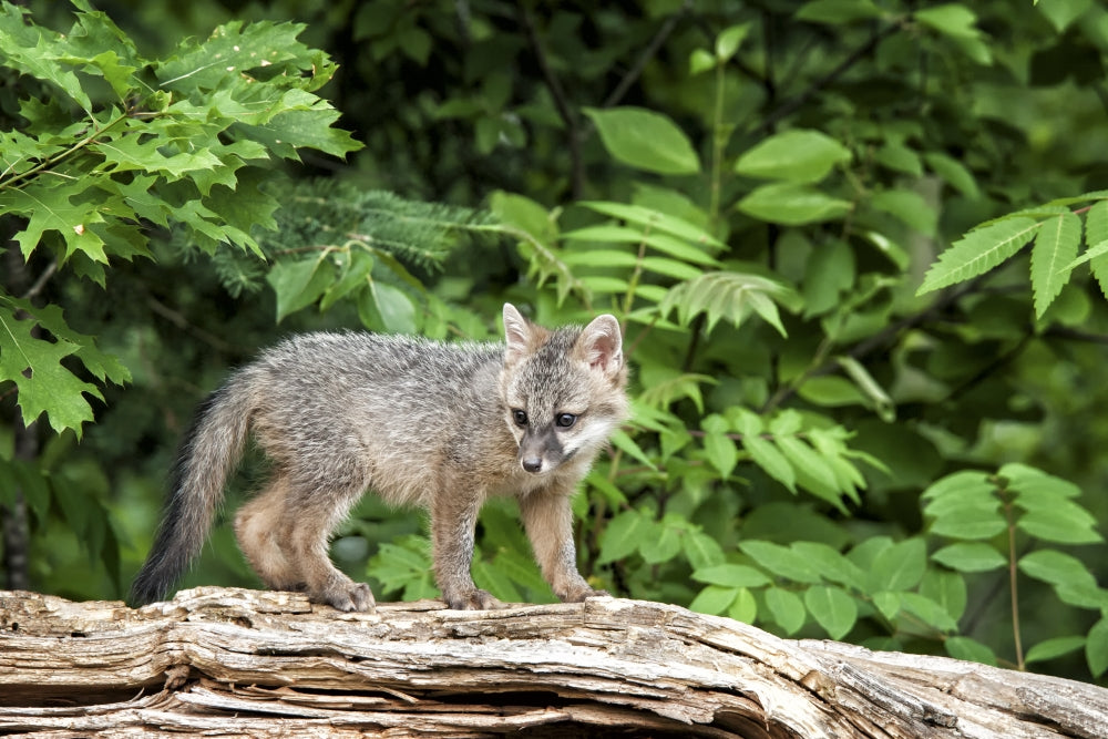 Grey fox kit standing on fallen tree - Wildlife Poster Print by Deborah Winchester