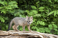 Grey fox kit standing on fallen tree - Wildlife Poster Print by Deborah Winchester