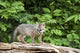 Grey fox kit standing on fallen tree - Wildlife Poster Print by Deborah Winchester