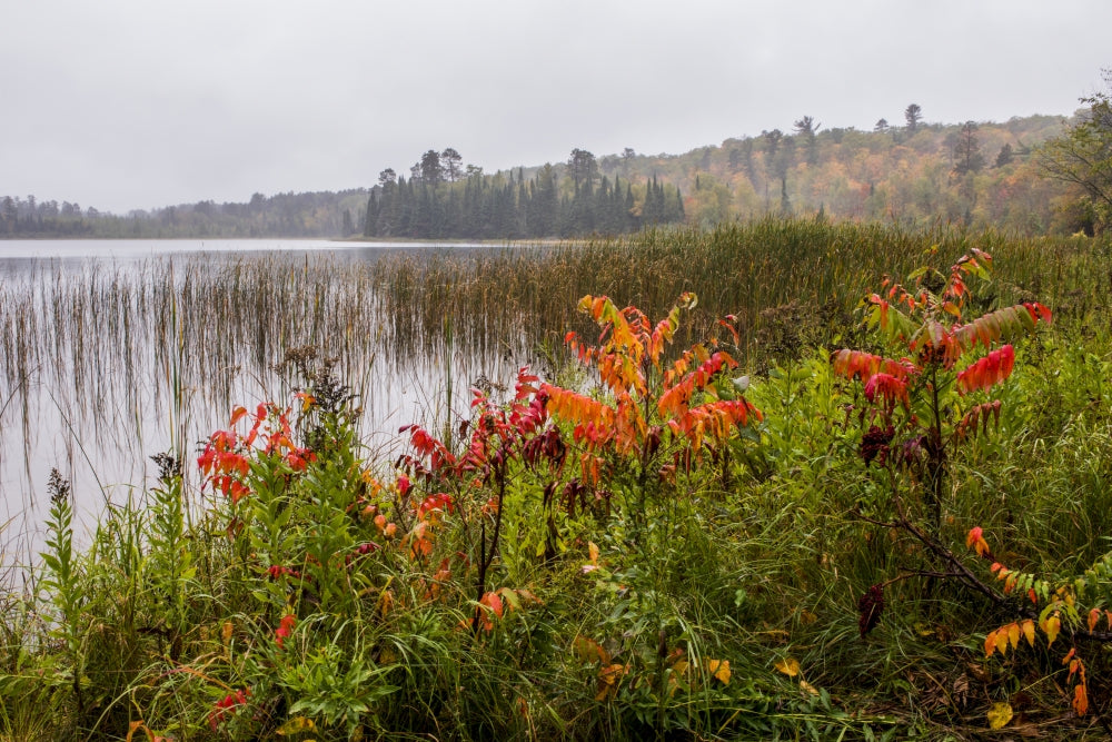 Itasca State Park Poster Print featuring stunning nature landscapes by Peter Hawkins.