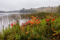 Itasca State Park Poster Print featuring stunning nature landscapes by Peter Hawkins.