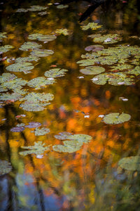 Itasca State Park Poster Print by Peter Hawkins showcasing lush landscapes.
