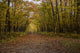 Itasca State Park Poster Print by Peter Hawkins, showcasing natural beauty.