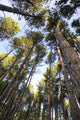 Old Growth Forest at Itasca State Park Poster Print by Gayle Harper