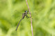 Hine's Emerald Male Dragonfly Poster Print by Richard & Susan Day