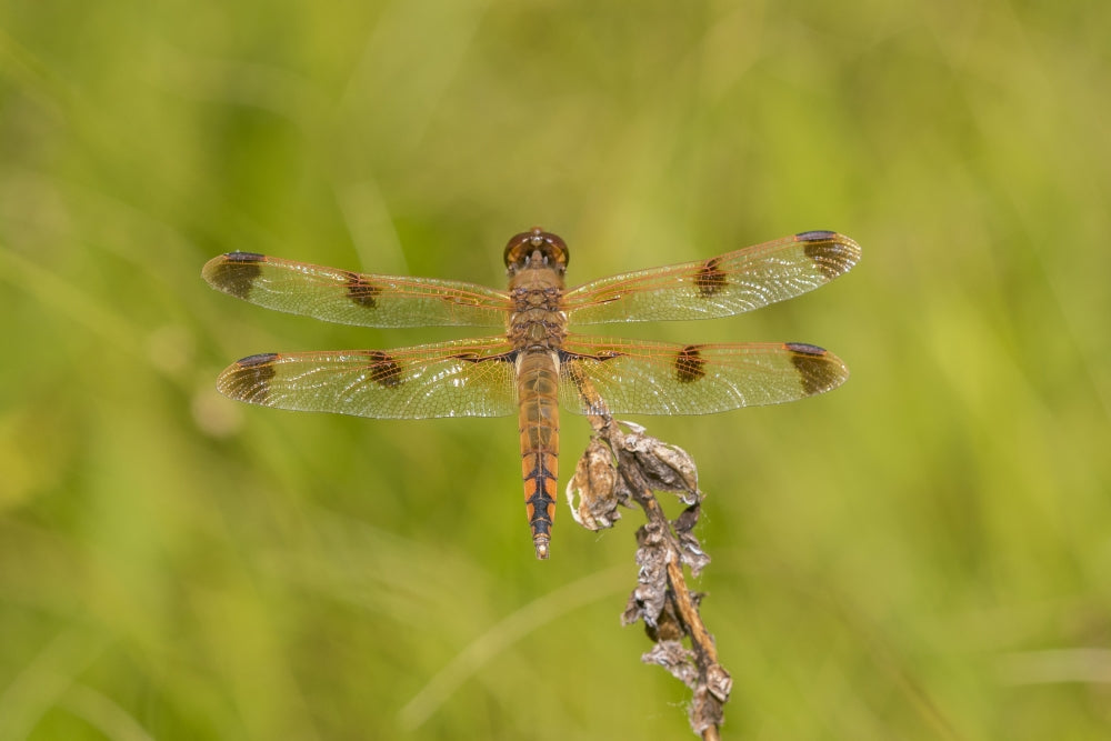 Painted Skimmer (Libellula semifasciata) art print featuring a dragonfly from Bee Fork West, Reynolds County, Missouri.