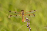Painted Skimmer (Libellula semifasciata) art print featuring a dragonfly from Bee Fork West, Reynolds County, Missouri.