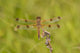 Painted Skimmer (Libellula semifasciata) art print featuring a dragonfly from Bee Fork West, Reynolds County, Missouri.