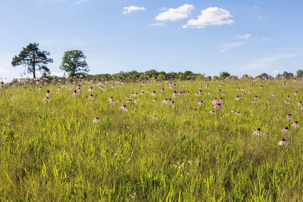 Pale Purple Coneflowers poster print by Richard & Susan Day, showcasing vibrant flowers in a natural setting.