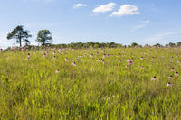 Pale Purple Coneflowers poster print by Richard & Susan Day, showcasing vibrant flowers in a natural setting.