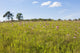 Pale Purple Coneflowers poster print by Richard & Susan Day, showcasing vibrant flowers in a natural setting.