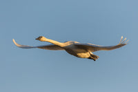 Trumpeter Swan flying at Riverlands Migratory Bird Sanctuary poster print.