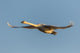 Trumpeter Swan flying at Riverlands Migratory Bird Sanctuary poster print.
