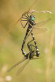 Gilded River Cruiser (Macromia Pacifica) poster print by Richard & Susan Day, showcasing nature's beauty.