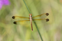 Female Yellow-Sided Skimmer (Libellula flavida) Poster Print by Richard & Susan Day