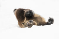 Captive Grizzly Bear Poster Print by Chuck Haney showcasing the beauty of wildlife.