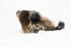 Captive Grizzly Bear Poster Print by Chuck Haney showcasing the beauty of wildlife.