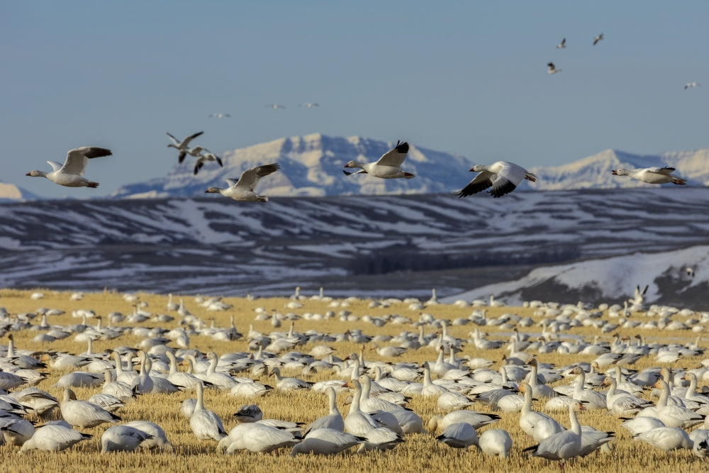 Snow geese feeding in barley field stubble near Freezeout Lake Wildlife Management Area, Montana.
