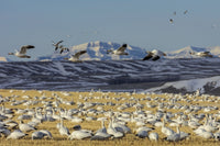 Snow geese feeding in barley field stubble near Freezeout Lake Wildlife Management Area, Montana.