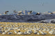 Snow geese feeding in barley field stubble near Freezeout Lake Wildlife Management Area, Montana.