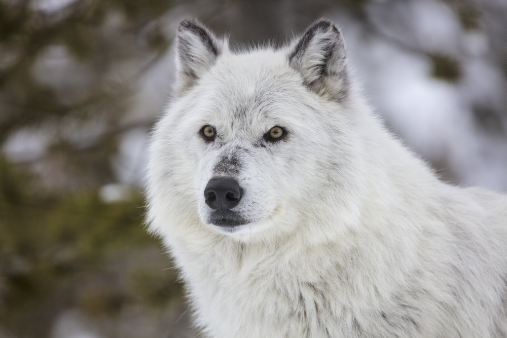 Captive gray wolf portrait poster print by Chuck Haney from Grizzly and Wolf Discovery Center.