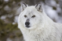 Captive gray wolf portrait poster print by Chuck Haney from Grizzly and Wolf Discovery Center.