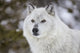 Captive gray wolf portrait poster print by Chuck Haney from Grizzly and Wolf Discovery Center.