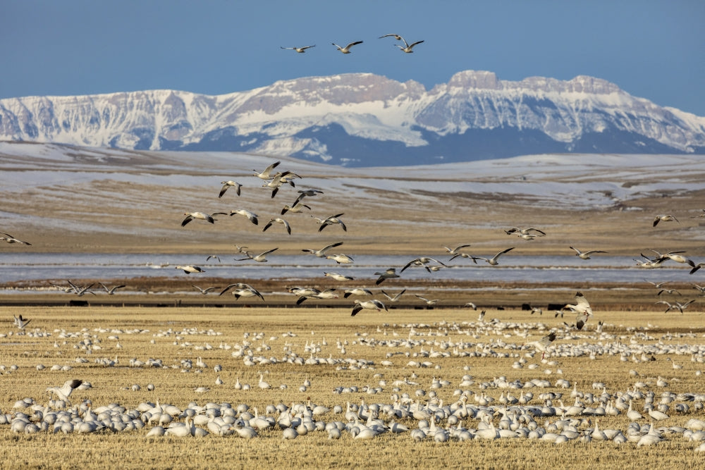 Snow geese feeding in barley field stubble near Freezeout Lake Wildlife Management Area in Montana.