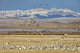 Snow geese feeding in barley field stubble near Freezeout Lake Wildlife Management Area in Montana.