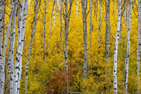 Aspen Grove in Peak Fall Colors poster print showcasing Glacier National Park in Montana.