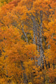 Aspen Grove in Peak Fall Colors Art Print by Chuck Haney