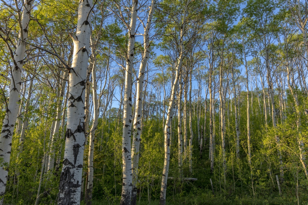 Aspen grove with spring growth near East Glacier, Montana - Poster Print by Chuck Haney